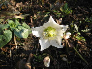 Helleborusblüte