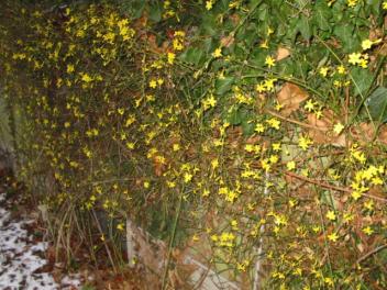 Blühender Winterjasmin an der Hauswand