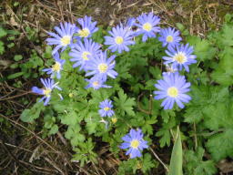 Anemonen in unserem Garten