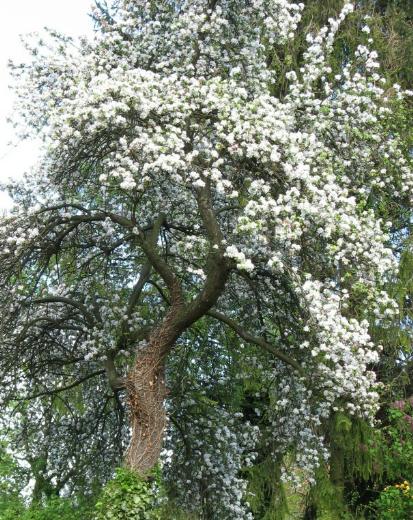 Apfelbaumblüte in unserem Garten