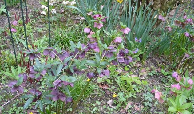 Helleborusblüte in der Rabatte am Hausweg