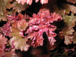 Heuchera