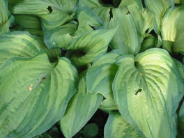 Hosta im Mai