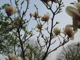 Magnolienblüten