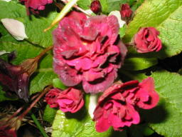 Primula Captain Blood