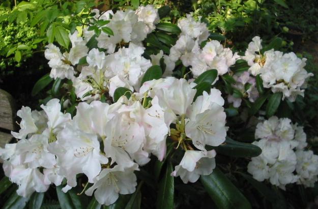 Rhododendron im Kübel