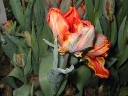 Rembrandt-Tulpen