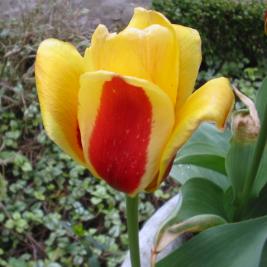 Tulpe gelb mit rot
