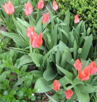 Tulpen