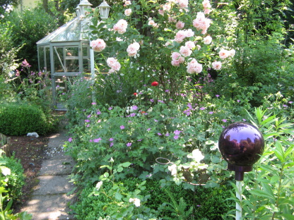 Rosen in meinem Garten