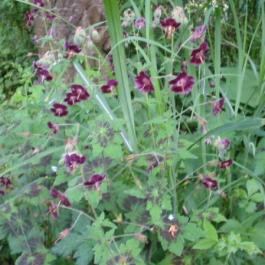 Geranium phaeum