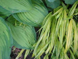 Hosta mit Gras Hakonechloa macra Aureola