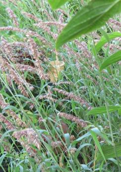 Melissa altissima Gras im Tannenbeet