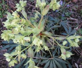 Helleborus foetidus