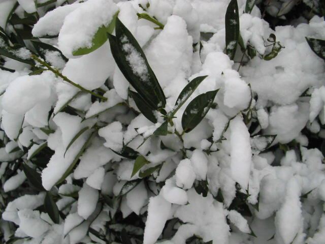 Schnee im Garten