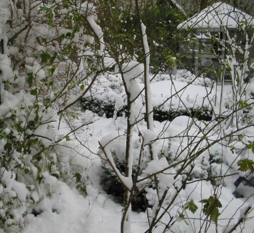 Mein Garten im Schnee 2008