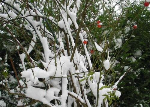 Ein Garten im Winter - Rosenhagebutten im Schnee