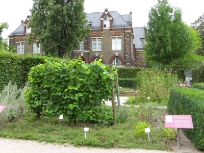 Hildegarten Bingen