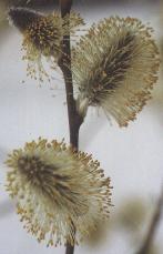 Salix caprea Foto K. Marquardt