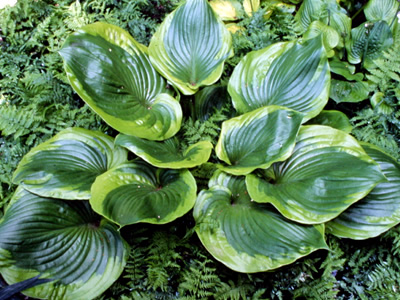 Hostas Funkien T Dr Ullrich Fischer Braunschweig