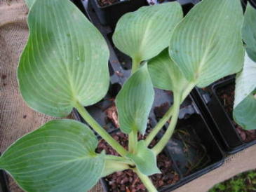 Hosta Blue Wedgewood Foto Maria Mail-Brandt