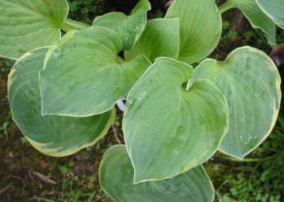 Hosta Christmas Tree Foto Maria Mail-Brandt