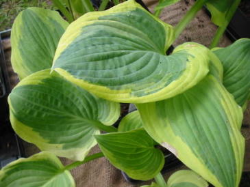 Hosta Columbus Circle Foto Maria Mail-Brandt