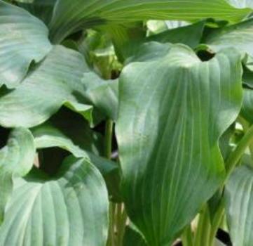 Hosta Elvis lives Foto Maria Mail-Brandt