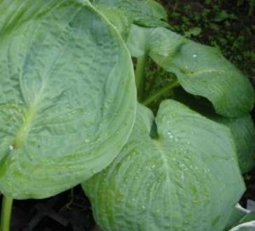 Hosta Millenium Foto Maria Mail-Brandt