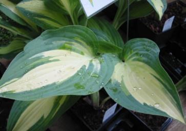 Hosta Moonstruck Foto Maria Mail-Brandt