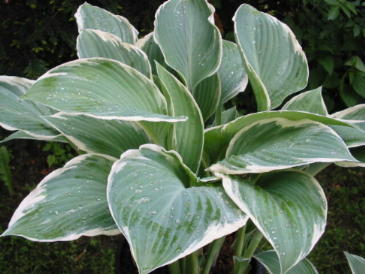 Hosta Tom Schmidt Foto Maria Mail-Brandt