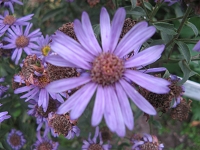 Aster Amellus Blütendecke Foto Brandt