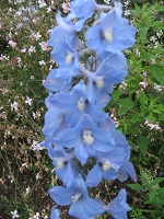 Delphinium Ariel Foto Brandt