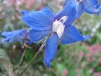 Delphinium Sternennacht Foto Brandt