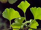 Ginkgo Foto Brandt