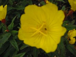 Nachtkerzenblüte Foto Brandt