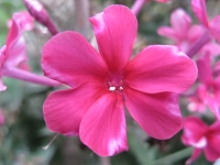 Phlox Amaranthriese Foto Brandt