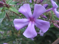 Phlox Fliederball Foto Brandt