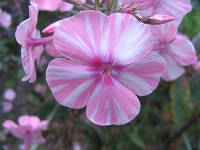 Phlox Frauenlob Foto Brandt