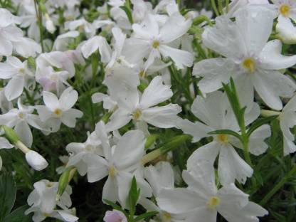 Phlox Maischnee