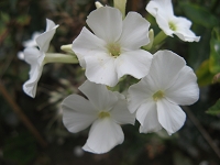 Phlox Monte Cristallo Foto Brandt