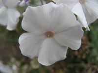 Phlox Schneerausch Foto Brandt