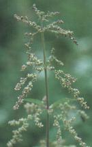 Brennessel Urtica dioica Foto K. Marquardt